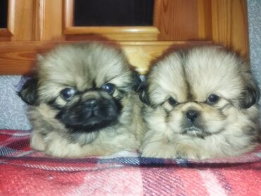 İtlər: Pekines, Erkek, Peyvəndli, Ünvandan götürmə — 8