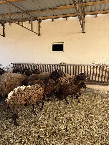 Qoyunlar, qoçlar: Razilaşma yoluilə — 2