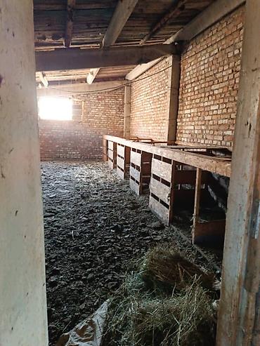 степной: Farm КРС, 1 соток, Действующий, Без оборудования, Электричество — 4