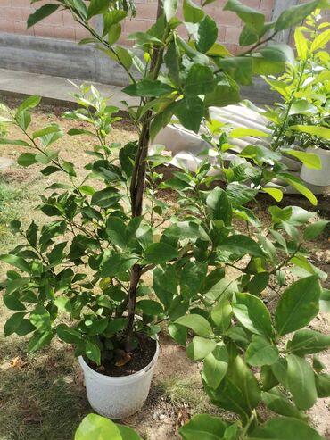 Limun: Stablo limuna, sa plodom, u cvetu. vise komada — 7