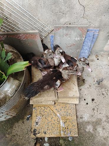 ev qus: Lal ördek balası sort ördek.2 aylıqdı et yıgan ördek Muscovy/hind — 4