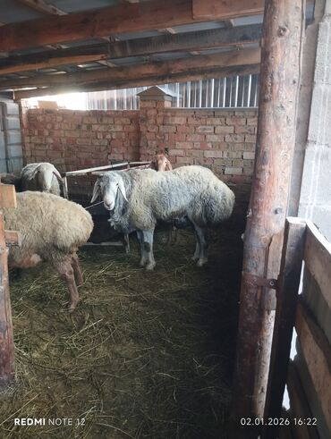 Бараны, овцы: Продаю | Баран (самец) | Для разведения | Племенные — 10