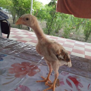 Toyuqlar: Toyuq, Damazlıq, Ödənişli çatdırılma — 12