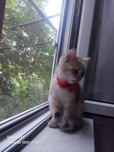 Pişiklər: Dişi, Ödənişli çatdırılma — 8