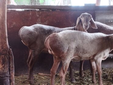 кант баран: Продаю | Овца (самка) | Арашан | Для разведения | Племенные