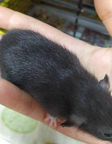 Крысы: Привет друзья !! У нас родились красивые крысята.Друзья в питомнике - — 21