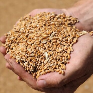 живой корм: Продаю Пшеницу. 1т