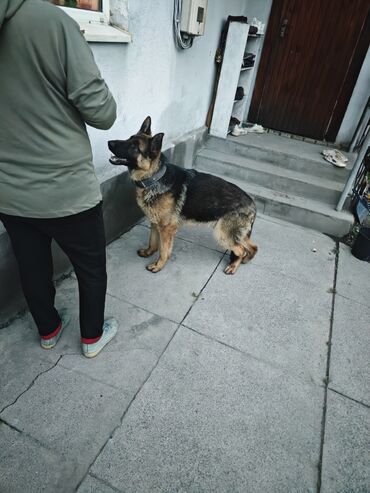 Собаки: Продаю немецкую овчарку 8 месяцев. в связи переездом
