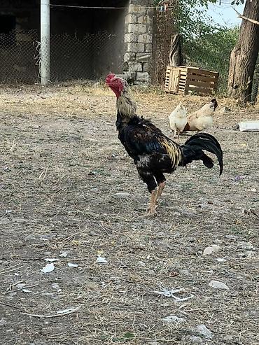 cucə və xoruz təmsil: Heyreti xoruz bir yaş 3 ayliqdir temiz qan heyvandir cadirilma — 1