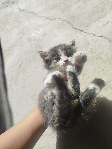 ит итер ош: Котенок мальчик. отдам в добрые руки.
Чолпон ата. Долинка — 1