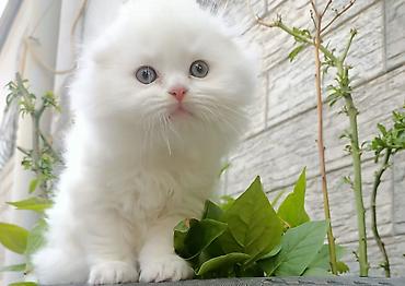 Кошки: Ağ tüklü balaca pişik balaları - Cins görünüş: uzun və çox yumşaq ağ — 2
