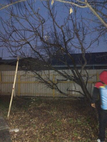 Спил деревьев, заготовка дров: Обрезка деревьев!!! Сезонная обрезка плодовых деревьев!!! Зима — 24