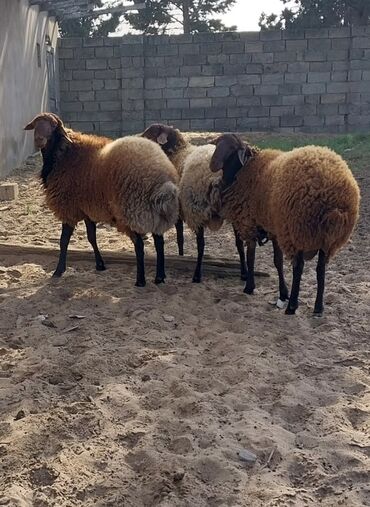 Qoyunlar, qoçlar: Qoyunların üçüdə erkəydi ikisi 35 kilodan çox çəki verir biri isə 40 -da lalafo.az — 6 Qoyunlar, qoçlar: Qoyunların üçüdə erkəydi ikisi 35 kilodan çox çəki verir biri isə 40 — 6