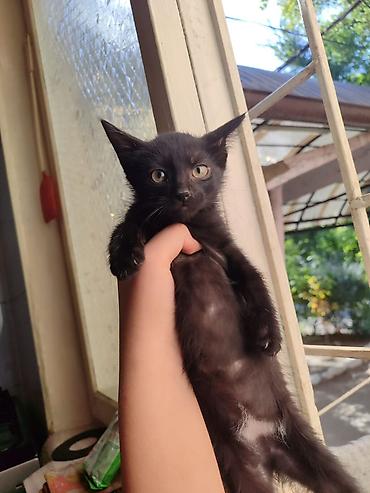 новорожденные котята: 3 месяца, Девочка — 4