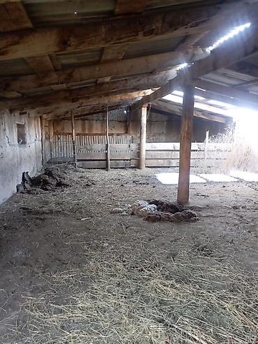 орловка кемин: Сарай сатылат срочно документы таза чалгыла — 4