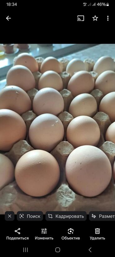 яйца бролерные: Яйцо брама чистокровный палевый светлый чистокровный 100 сом
