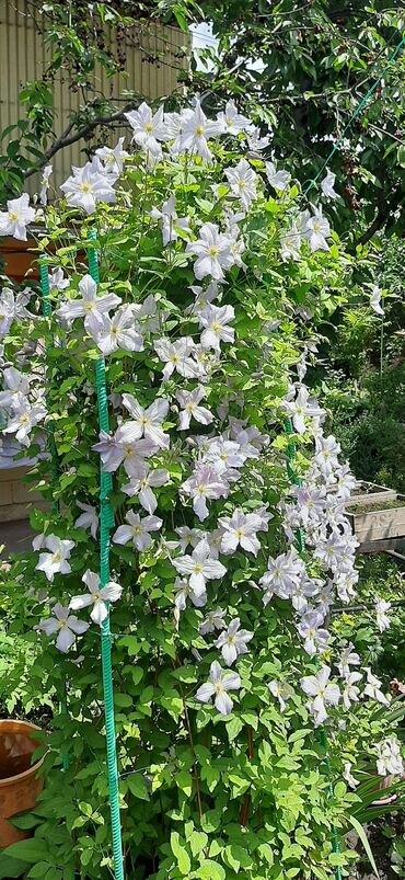 Садовые цветы и кустарники: Саженцы цветка: Пионы, Самовывоз at lalafo.kg — 6 Садовые цветы и кустарники: Саженцы цветка: Пионы, Самовывоз — 6