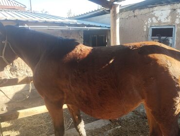 отдам даром охотничью собаку: Сатам | Бээ (ургаачы) | Аргын | Жумушка