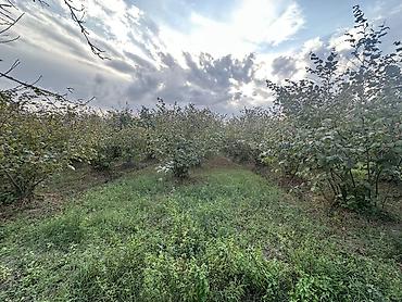 Torpaq sahələrinin satışı: 32 sot, Kənd təsərrüfatı, Mülkiyyətçi, Kupça (Çıxarış) — 10