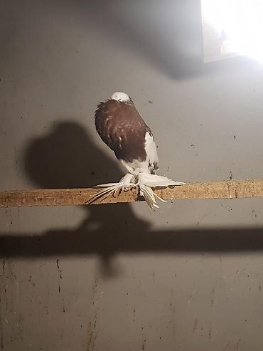 Pişiklər: Pişiklər -da lalafo.az — 13 Pişiklər: Pişiklər — 13