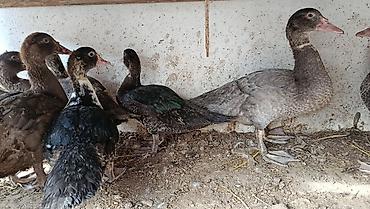 Digər quşlar: Salam lal ordek balalari satilir 2 ayliqdilar 9 ededi 2 bozdu 7 — 5