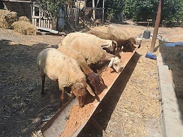 simmental inək cinsi: Qoyunlar – ana sürü üçün - Növ: yerli ətlik-quyruqlu qoyunlar - Say — 8