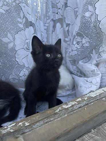 кошка шатланка: Котята, помет из 4 малышей, домашние. - Окрас: белый с нежно-розовыми — 7