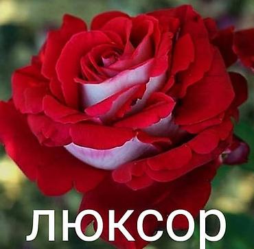 садовые розы: Саженцы — 10