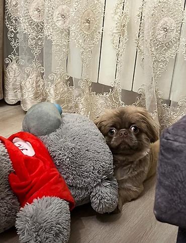 balaca it qiymetleri: Salam satılır 300 azn pekines itdi yükü karişnvi renk butun iyneleri — 3