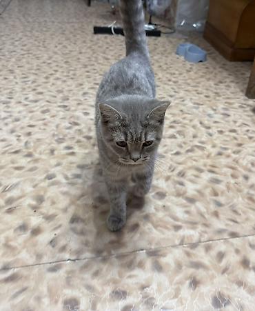 british shorthair: Британская короткошёрстная, 5 месяцев, Мальчик, Серый, Приучена к лотку — 2