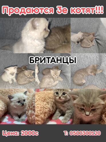 экзотическая короткошёрстная кошка: Британская короткошёрстная, 2 месяца, Мальчик