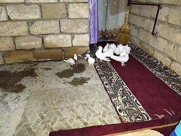 аквариум в баку: Другие птицы — 1