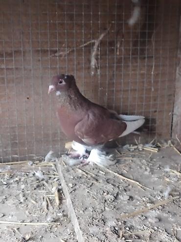 Другие с/х животные: Продам голуби🕊 срочно🆘 игра есть не болеют гарантием даю одна штука at lalafo.kg — 6 Другие с/х животные: Продам голуби🕊 срочно🆘 игра есть не болеют гарантием даю одна штука — 6