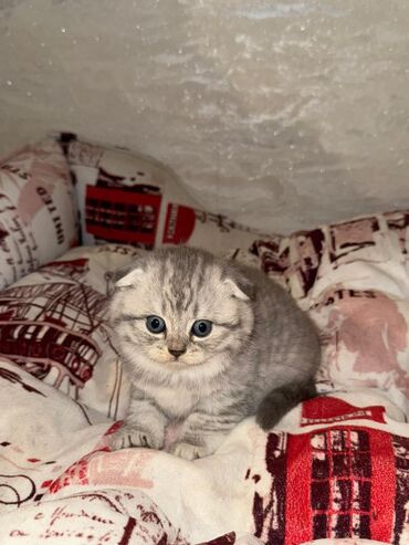 Pişiklər: Britan yastı qulaq, Erkək, Dişi, Yaxşı əllərə, Ünvandan götürmə, Pulsuz çatdırılma, Ödənişli çatdırılma — 140