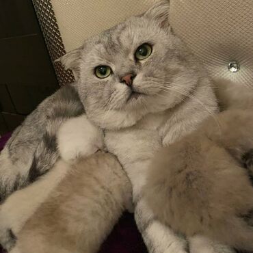 balaca pisik sekilleri: 💜Cutlewdirilir💜 Опытный кот на вязку💜 Scottish fold silver chinchilla