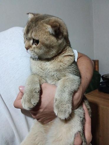 кошка шиншила: Скотиш Фолд (Шотландская вислоухая), 4 месяца, Мальчик, Золотая шиншилла — 2