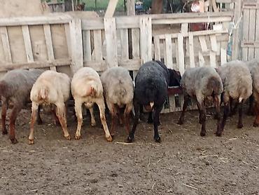quzu qiyməti: Salam.qurbanliq quzular var her çəkidə isdeyen elaqe saxlaya bilər — 3