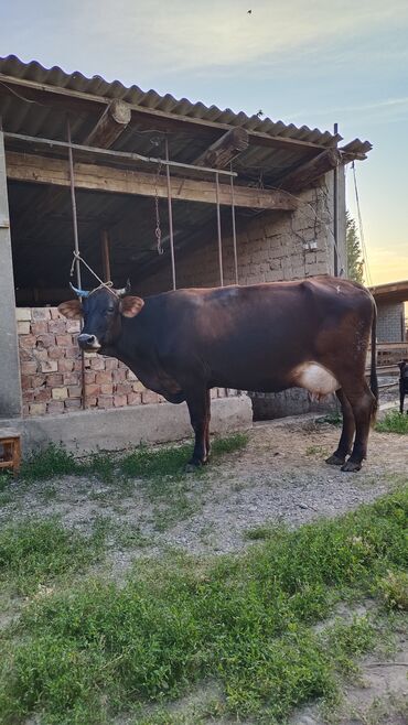 быки бычки: Продаю | Корова (самка) | Швицкая | Для молока | Стельные