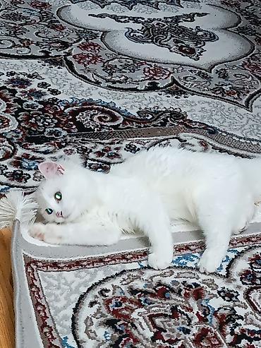 pişik oyuncaqları: Dişi, Yaxşı əllərə, Ünvandan götürmə, Ödənişli çatdırılma, Rayonlara çatdırılma — 3