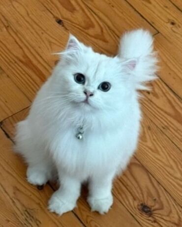 сколько стоит кошка: Şinşilla, Dişi, Yaxşı əllərə, Ünvandan götürmə, Ödənişli çatdırılma
