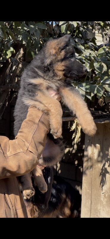 İtlər: Alman çoban iti, 3 ay, Erkek, Peyvəndli — 15