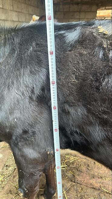 Коровы, быки: Продаю | Тёлка | Симментальская | На забой, Для разведения, Для молока | Племенные, Не стельные, Искусственник — 13