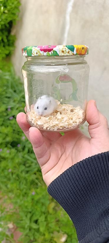 Gəmiricilər: Yeni qəfəs😍 2xomyak ağ və boz🥰 qəfəsin içində Fırlanan çarxı🤩 Su — 9