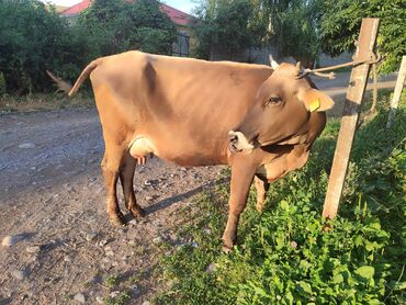 швицкая корова: Продаю | Корова (самка) | Алатауская, Швицкая | Для молока | Стельные