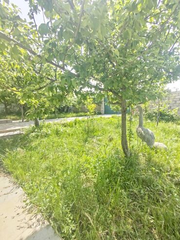 Günlük kirayə evlər: 100 kv. m, 4 otaqlı — 11