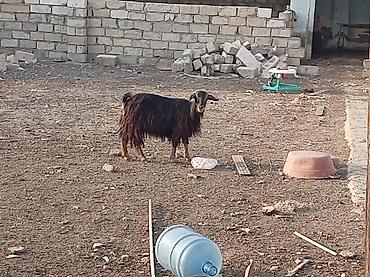 serebrist cuce satisi: Salam tecili satılır yeminə oyuna söz ola bilmez 7 dene heyvandi — 3
