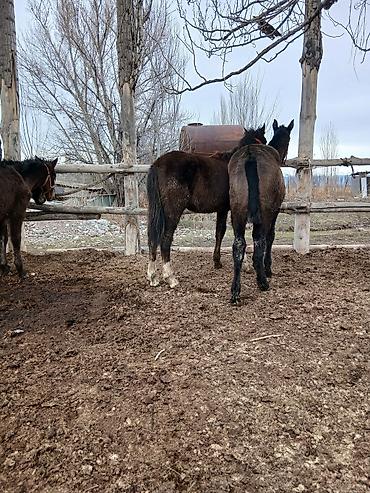 Лошади, кони: Продаю | Жеребенок | Полукровка | Рабочий — 2