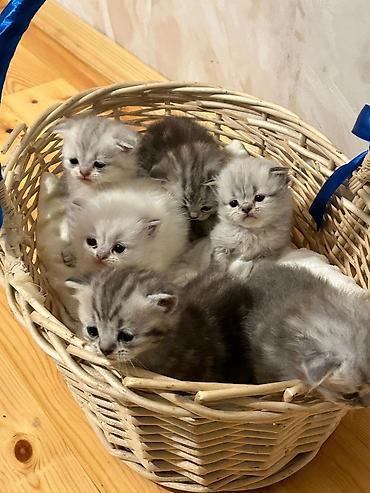 Pişiklər: Britan, Erkək, Dişi, Yaxşı əllərə, Ünvandan götürmə, Pulsuz çatdırılma, Ödənişli çatdırılma — 2