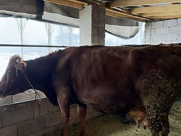 Коровы, быки: Продаю | Корова (самка) | Полукровка | Для молока | Привязанные — 5