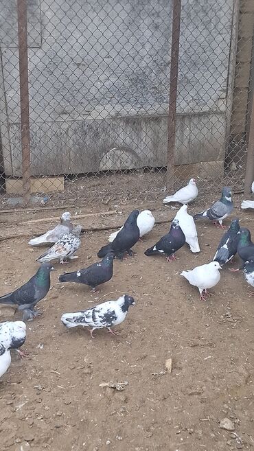 Göyərçinlər: Satılır — 10